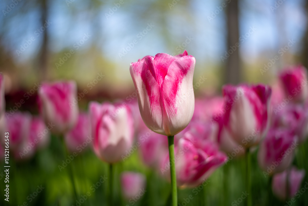 pink tulips in spring