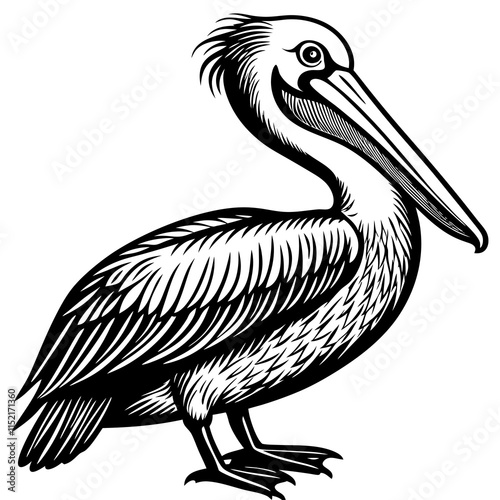 pelican on white background