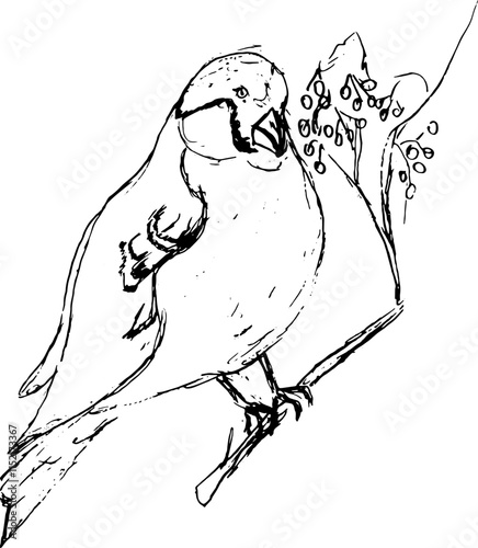 Hand drawn pencil sketch of a bullfinch bird perched on a rowan branch, simple outlined illustration. Ideal for nature-themed and seasonal projects, the sketch radiates serenity and natural elegance.