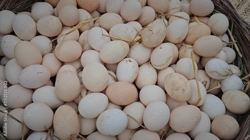 Farmer Organizing Organic Eggs in Wheat Straw Box Farmer Organizing Organic Eggs in Wheat Straw Box