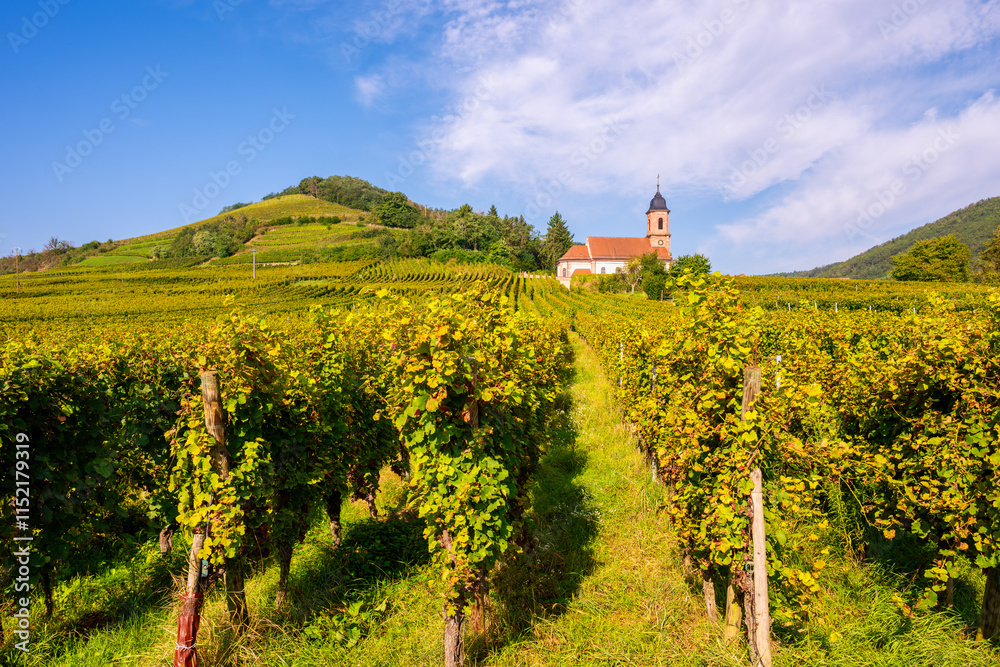 Church surrounded by Vineyards in Orschwiller Alsace France