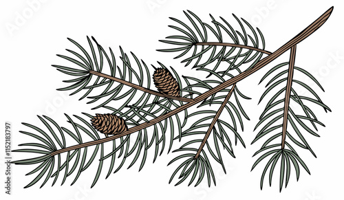 A fir branch  isolated on white background, vector illustration.