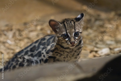 portrait of a margay