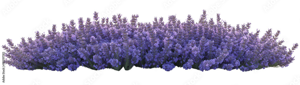 Obraz premium Lavender Bush: A vibrant and lush lavender bush, with its fragrant purple blossoms, bursting with life and beauty, invites a sense of tranquility and peace.