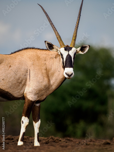 Quadro su tela Retrato de Oryx