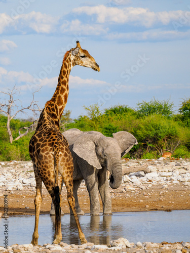Jirafa y Elefante bebiendo agua