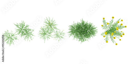 Fototapeta Naklejka Na Ścianę i Meble -  3d illustration of Santolina plants on transparent background from top view