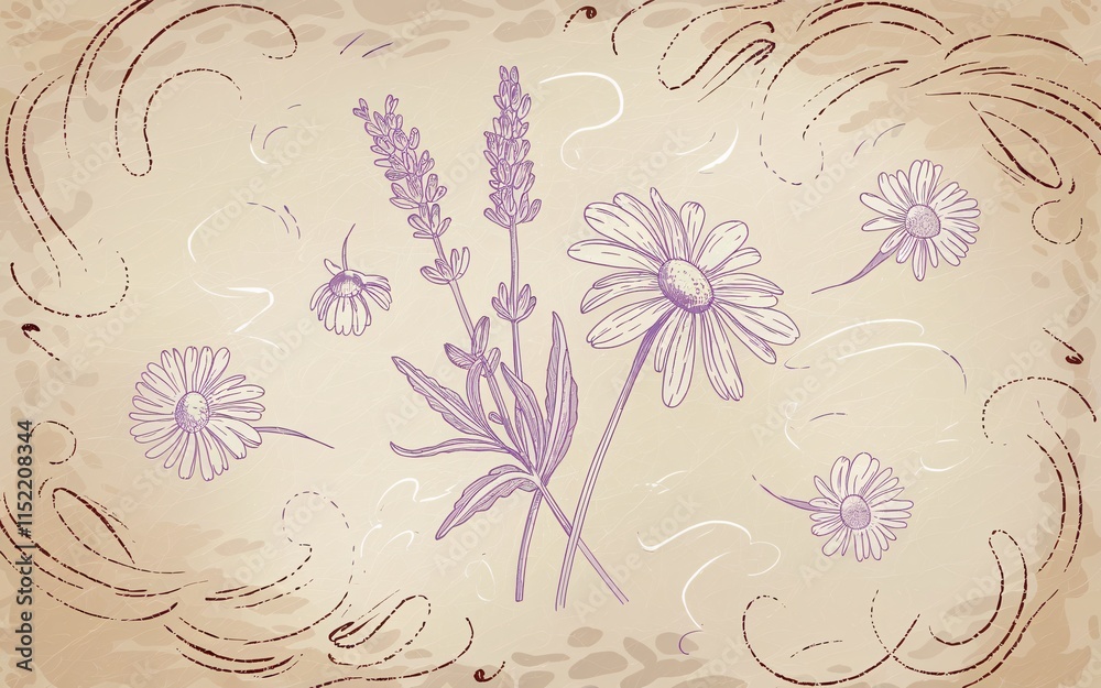 Fototapeta premium Lavender and chamomile flowers illustration. (1)