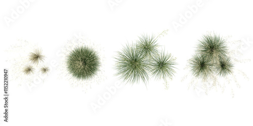 Collection of Tufted hairgrass on transparent background from the top view photo