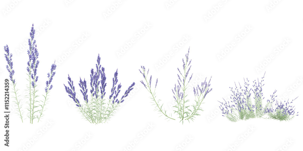 Fototapeta premium set of Perovskia plants on transparent background