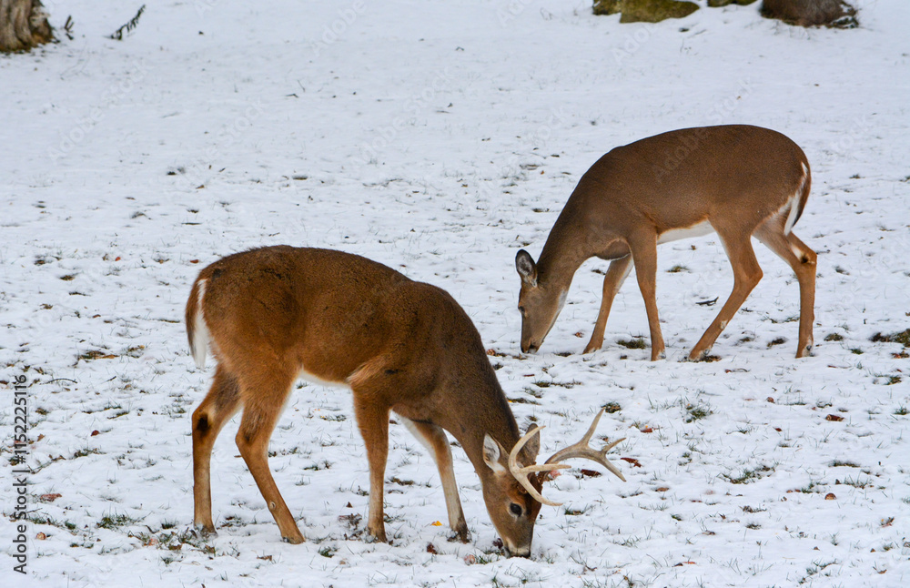 Michigan Bucks in the Snow. 12-22-24