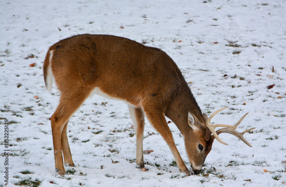 Michigan Bucks in the Snow. 12-22-24