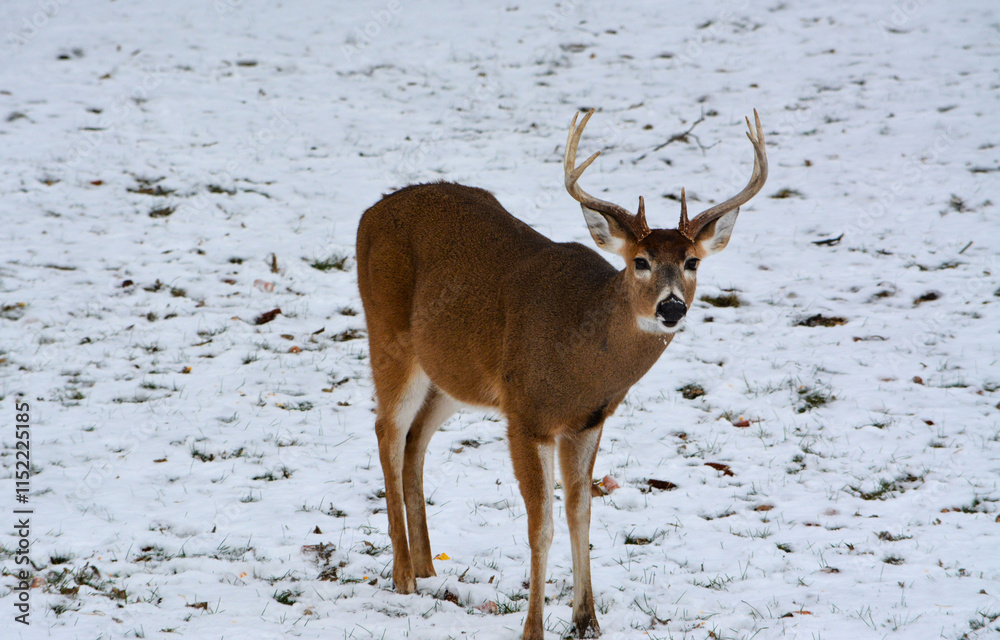 Michigan Bucks in the Snow. 12-22-24