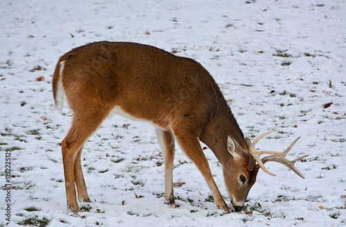 Obraz na płótnie Michigan Bucks in the Snow. 12-22-24 w salonie