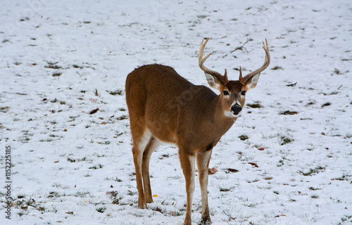 Obraz na płótnie Michigan Bucks in the Snow. 12-22-24 w salonie