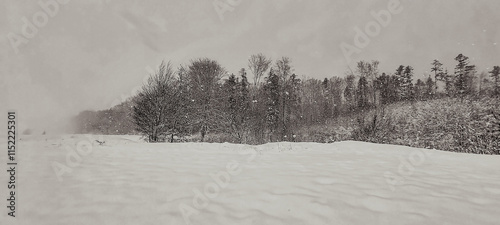 Landscapes - Forest - Europe, Romania, Suceava region   