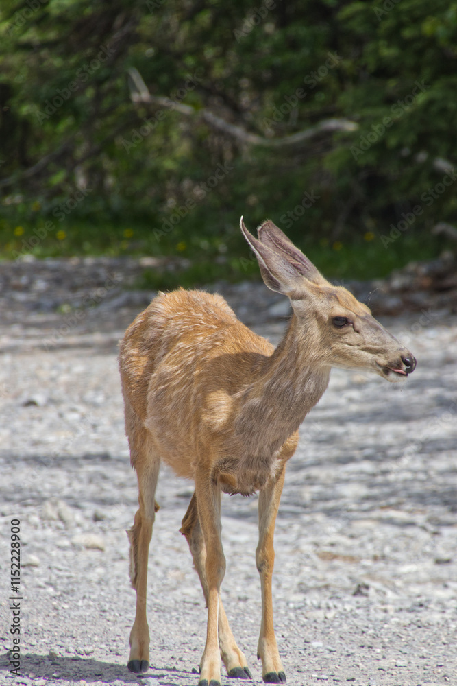 Fototapeta premium A Young Deer in the Woods