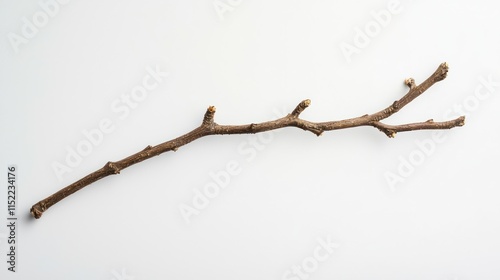 Isolated dry twig on white, minimalist design element for decor
