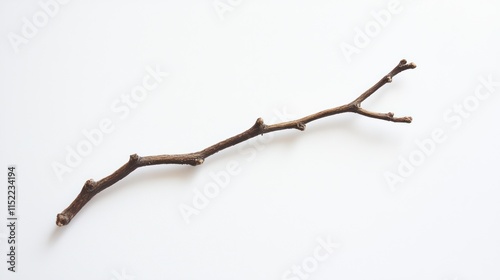 Isolated dry twig on white, minimalist design element for decor