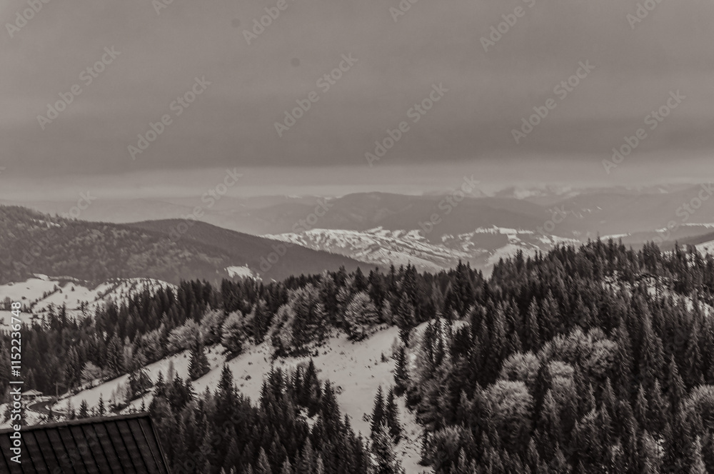 Fototapeta premium Landscapes - Forest - Europe, Romania, Suceava region