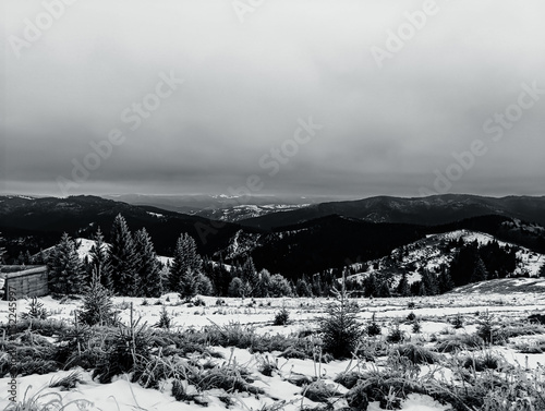 Landscapes - Forest - Europe, Romania, Suceava region   