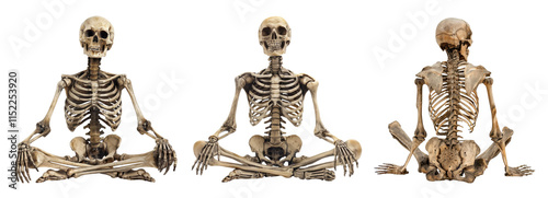 Sitting skeleton on a transparent background illustration