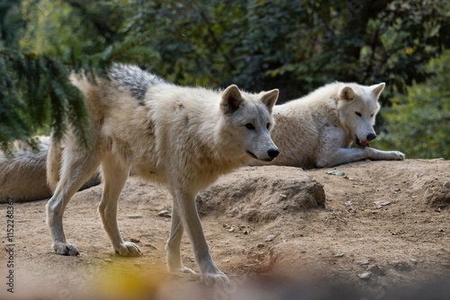 artic wolf in the woods