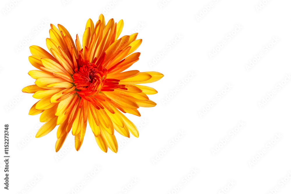 small beautiful yellow red chrysanthemums on a white background small beautiful yellow red chrysanthemums on a white background