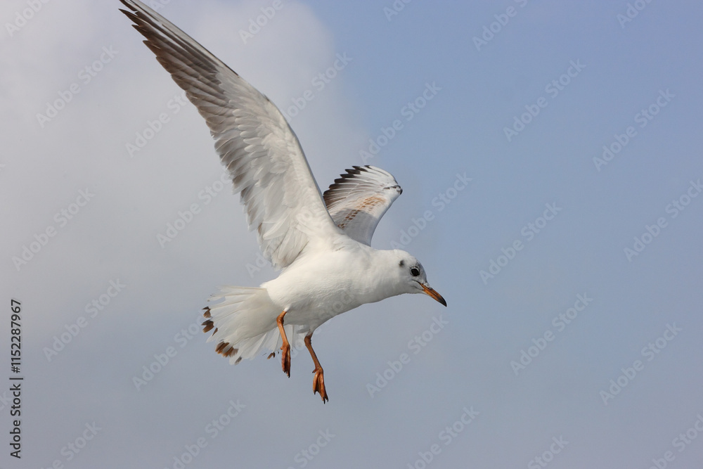 Flying gull against the background of foggy winter sky. Flying gull against the background of foggy winter sky.