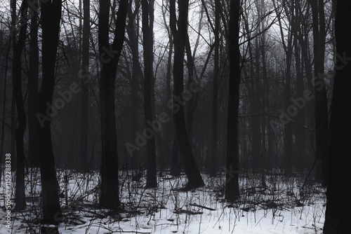 Fototapeta Naklejka Na Ścianę i Meble -  Dark creepy woodland, horror winter forest, fantastic nature, foggy morning 