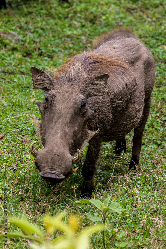 Common warthog (Phacochoerus africanus) during safari in Arusha National Park in Tanzania East Africa Common warthog (Phacochoerus africanus) during safari in Arusha National Park in Tanzania East Africa
