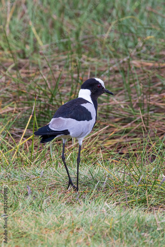 Blacksmith plover or Blacksmith blackwing (Vanellus armatus) walking in grassland during birding safari in Arusha National Park in Tanzania East Africa Blacksmith plover or Blacksmith blackwing (Vanellus armatus) walking in grassland during birding safari in Arusha National Park in Tanzania East Africa