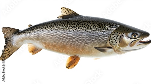 Close-up of a Freshly Caught Atlantic Salmon Fish