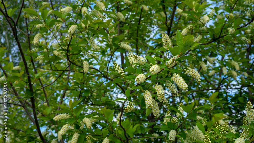 Fototapeta premium Bird cherry blossom. Tree with white flowers against the sky on spring or summer day. Spring flowering