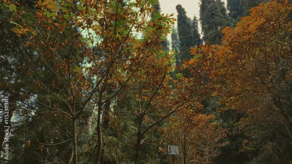 View of autumnal trees at Ayubia National Park in Dunga Gali, Pakistan View of autumnal trees at Ayubia National Park in Dunga Gali, Pakistan