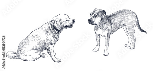 Sketches of two big guard dogs, standing, sitting, looking, realistic hand drawn vector illustration