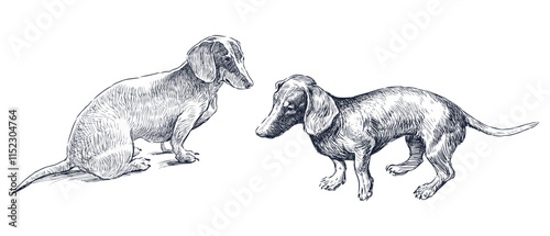 Sketches of two dachshund dogs, realistic hand drawing, vector illustration
