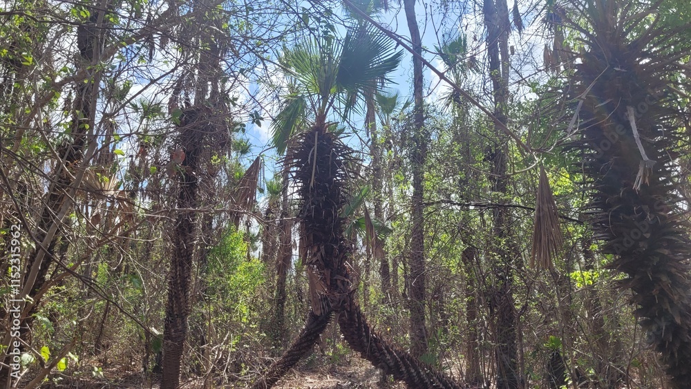 Fototapeta premium Pequena carnaúba em meio a vegetação da caatinga no nordeste e sertão do Brasil