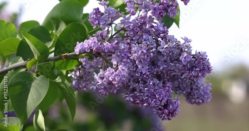 Gentle breeze swaying branch with lilac flowers