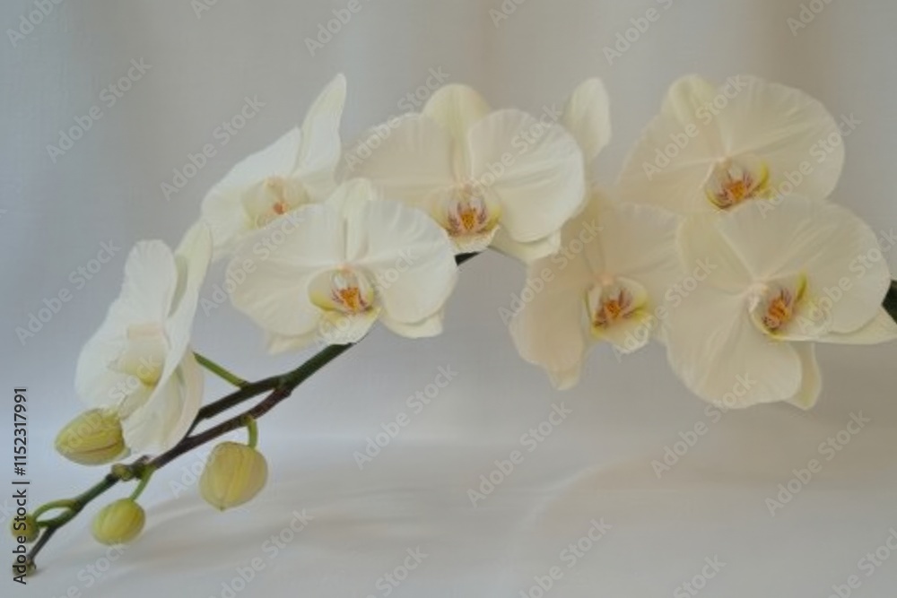 Obraz premium a branch of white orchids with a plain background