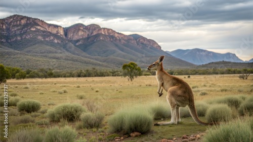 Red Kangaroo, Flinders Ranges National Park, South Australia photo