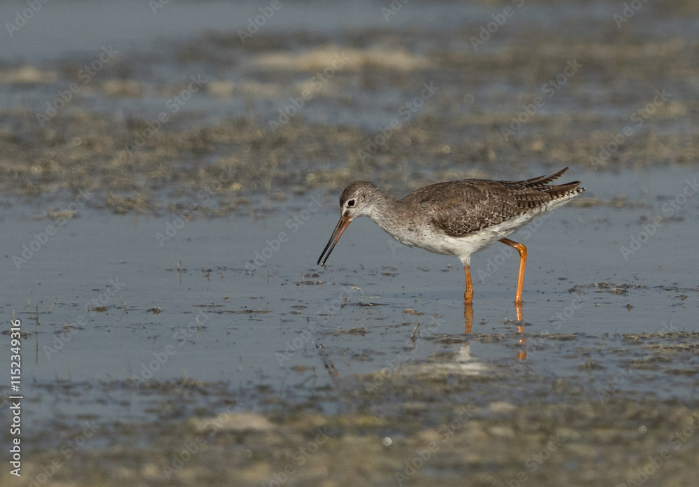 Redshank feeding at Busaiteen coast, Bahrain Redshank feeding at Busaiteen coast, Bahrain
