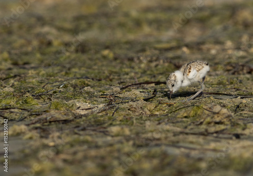 Kentish Plover chick feeding at Busiateen coast, Bahrain photo