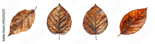 Four autumn leaves in various shades of brown and orange are isolated on a transparent background.