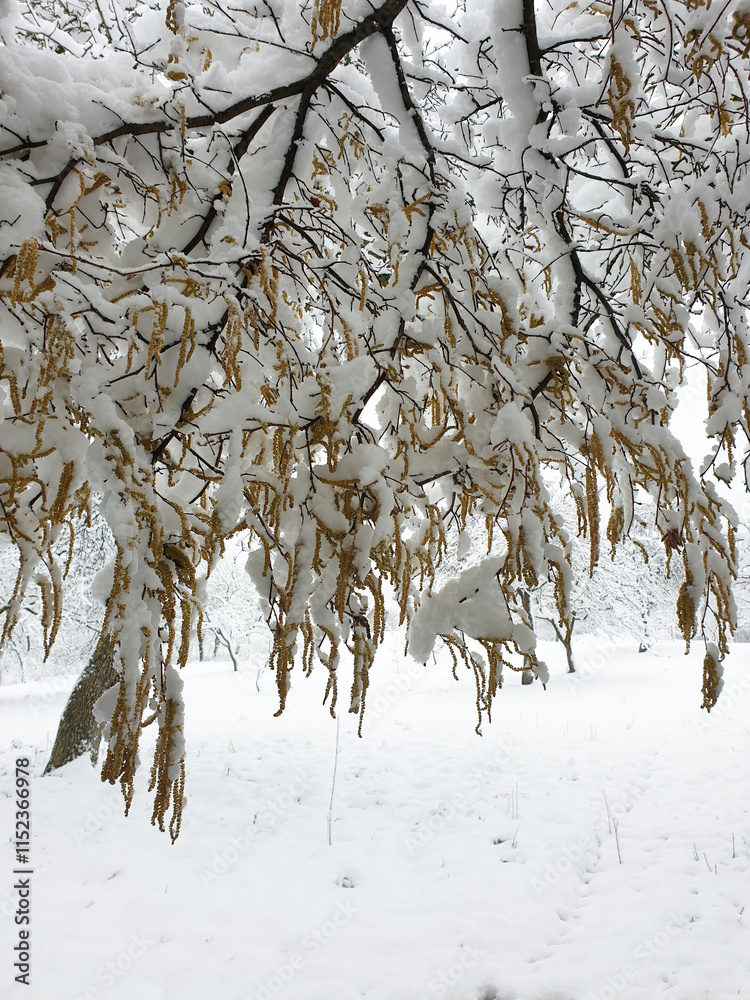 branches of hazel tree covered by white snow - winter season