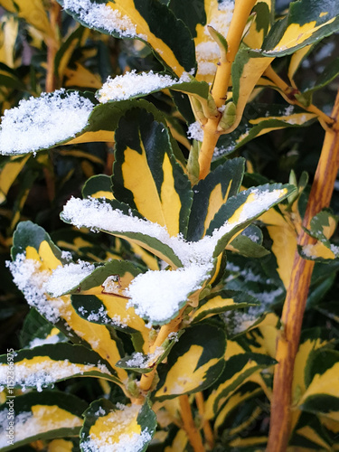 leaves under snow - Euonymus plant at winter