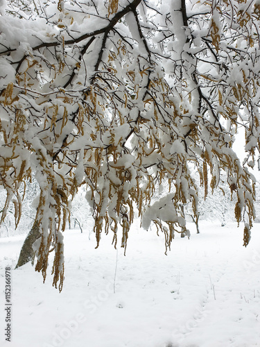 Obraz na płótnie branches of hazel tree covered by white snow - winter season w salonie