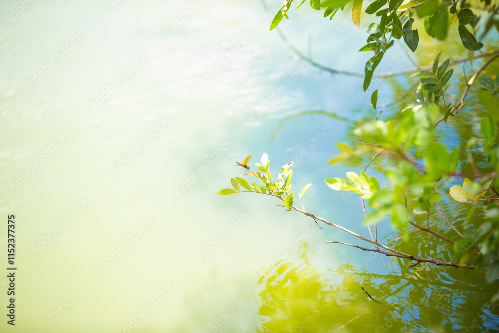 Obraz premium Dragonfly perched on a branch by a lake