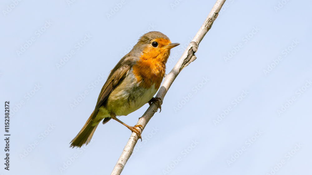 Fototapeta premium robin on branch