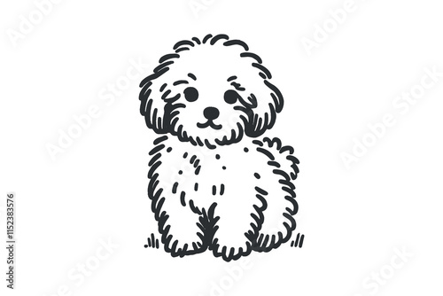 Minimalistic hand drawn Maltipoo illustration with bold black lines on white